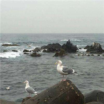 海盗奇兵vivo版下载