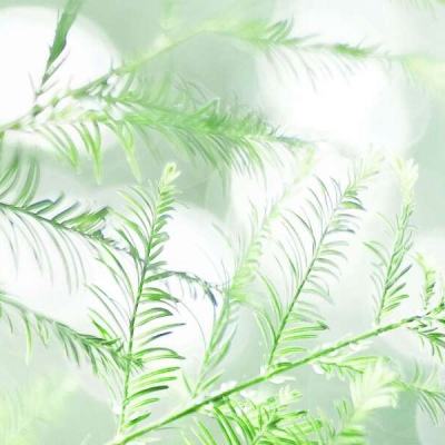 梦幻少女挂机游戏